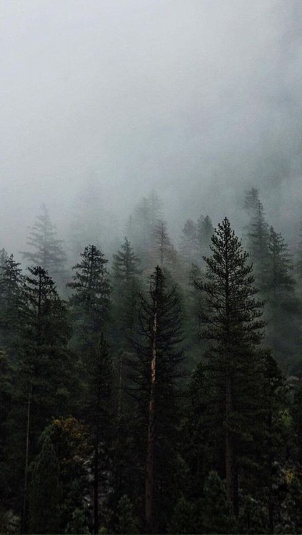 fond d'écran forêt tumblr,brouillard,brouillard,ciel,la nature,arbre