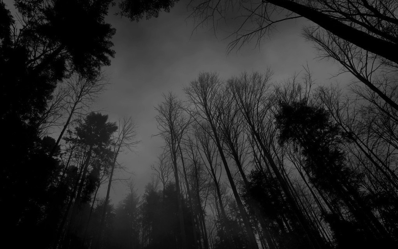 fond d'écran forêt tumblr,ciel,la nature,noir,arbre,noir et blanc