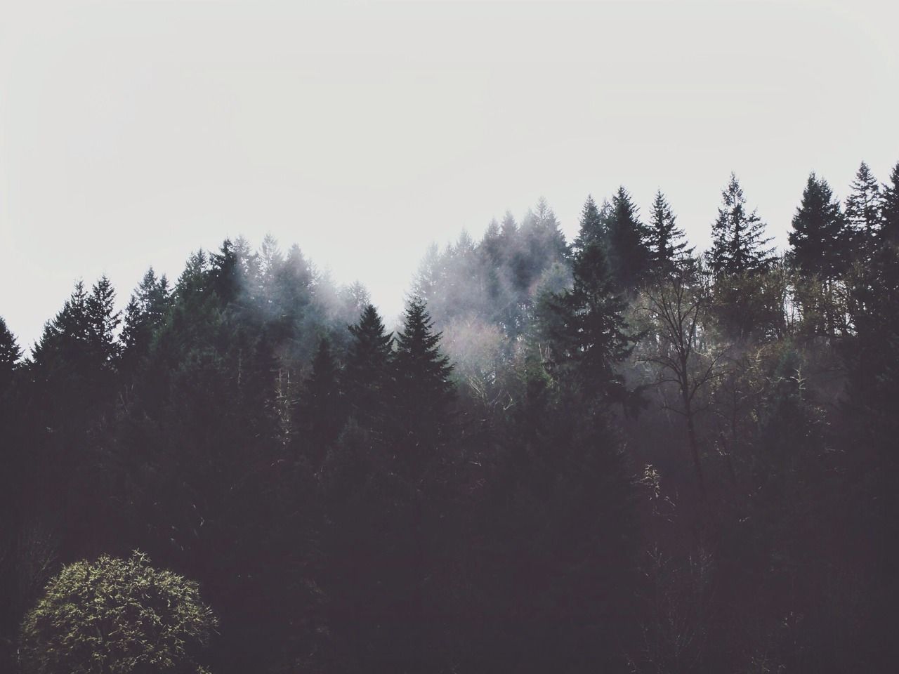 텀블러 숲 벽지,하늘,나무,자연,안개,안개