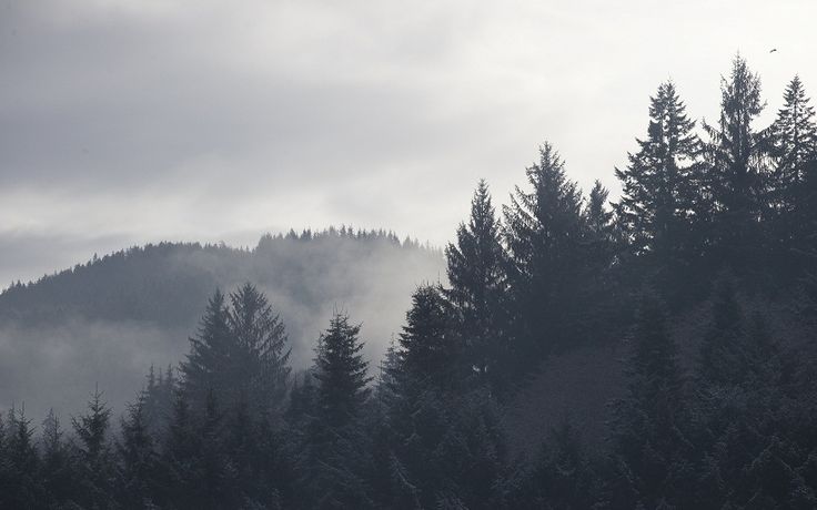 fond d'écran forêt tumblr,ciel,brouillard,la nature,brouillard,arbre