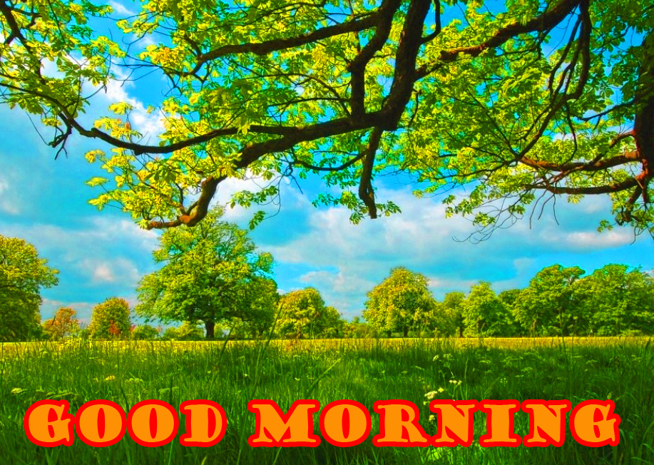 good morning nature wallpaper,natural landscape,nature,people in nature,sky,tree