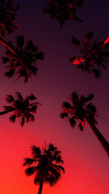 壁紙tumblr背景,空,赤,木,ピンク,紫の