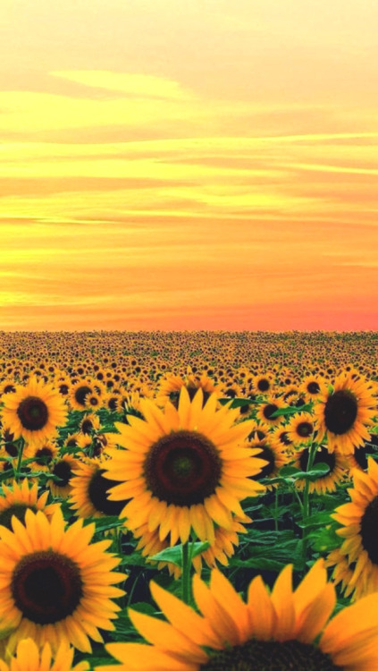 wallpaper tumblr backgrounds,sunflower,yellow,flower,sky,sunflower