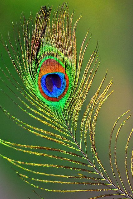 mor fondo de pantalla,pluma,pavo real,de cerca,planta,fotografía macro