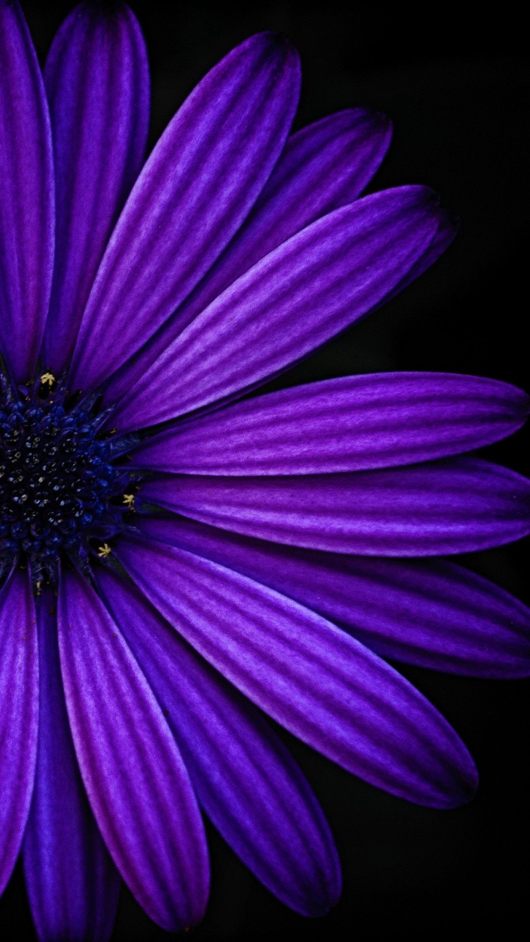 fond d'écran mor,violet,violet,bleu,pétale,marguerite africaine