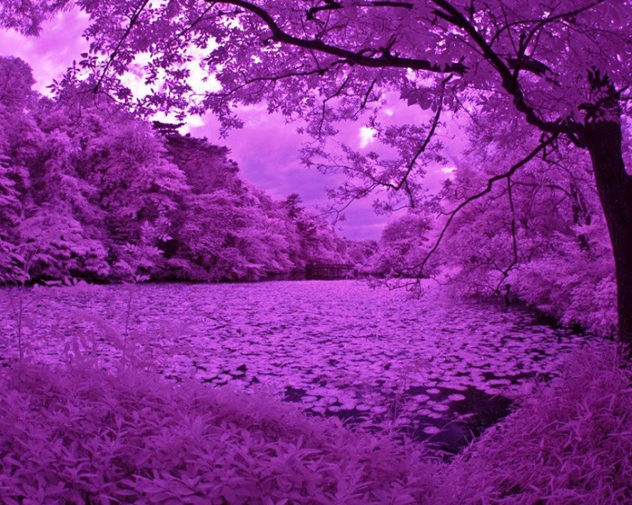 mor wallpaper,natural landscape,nature,purple,violet,tree