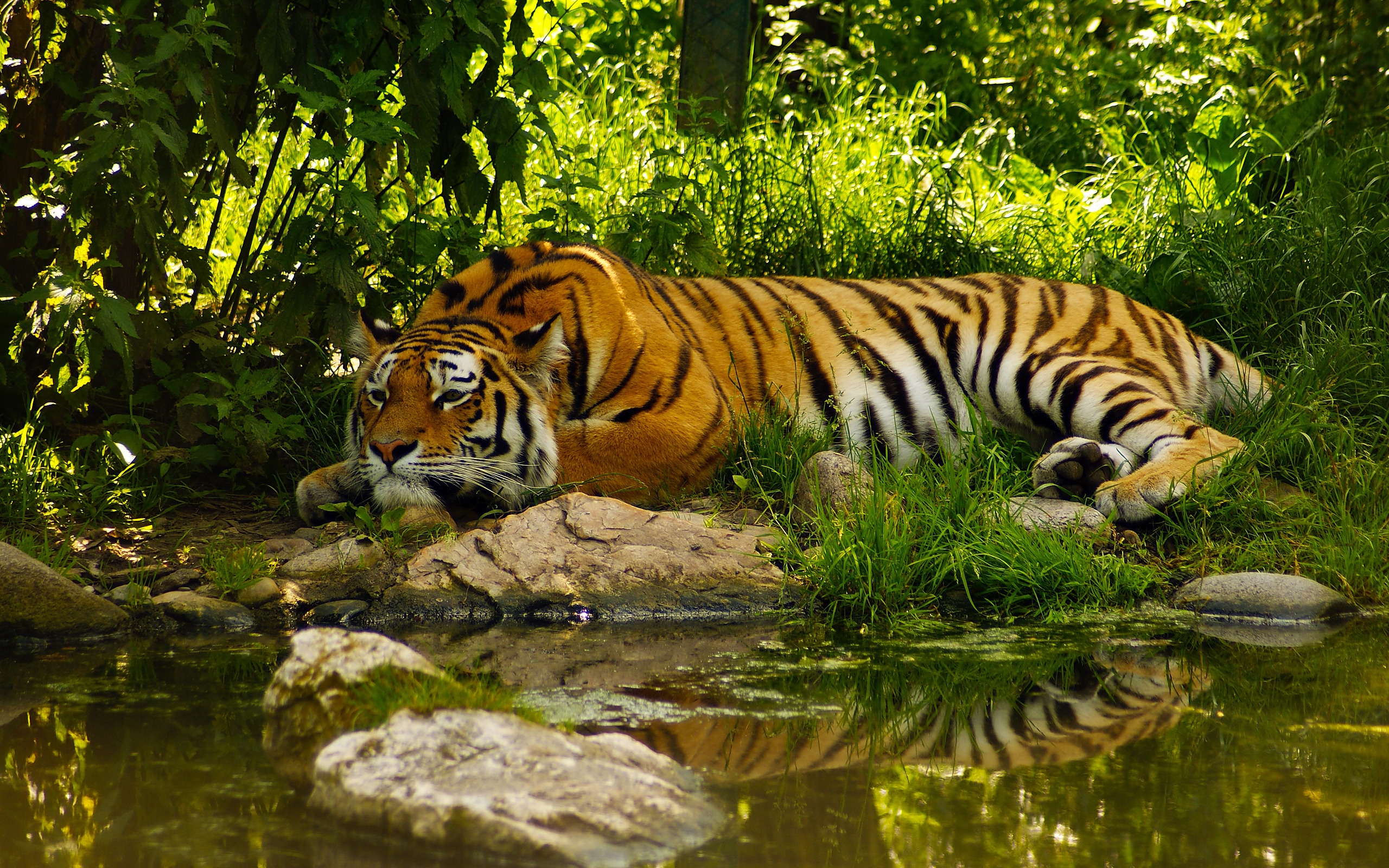 nature animals wallpaper,tiger,wildlife,vertebrate,bengal tiger,siberian tiger
