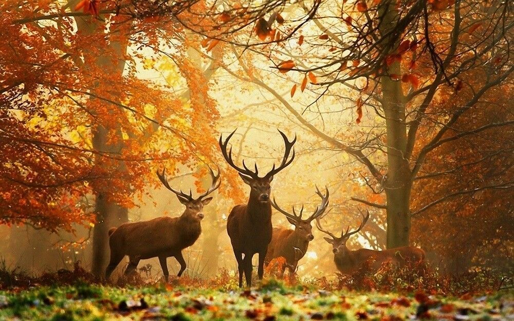 naturaleza animales fondo de pantalla,naturaleza,fauna silvestre,bosque,paisaje natural,ciervo