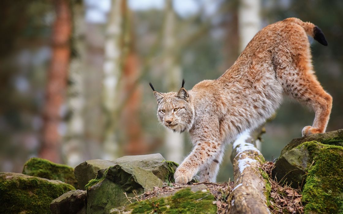 naturaleza animales fondo de pantalla,fauna silvestre,gatos pequeños a medianos,felidae,animal terrestre,gato