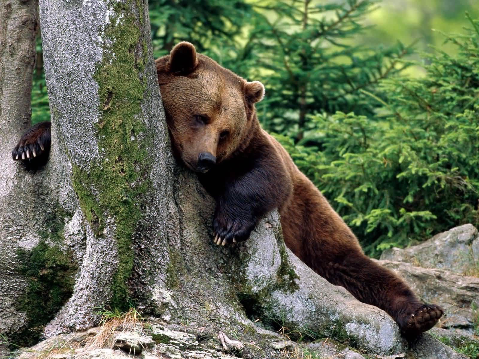 자연 동물 벽지,갈색 곰,지상파 동물,곰,회색 곰,야생 동물