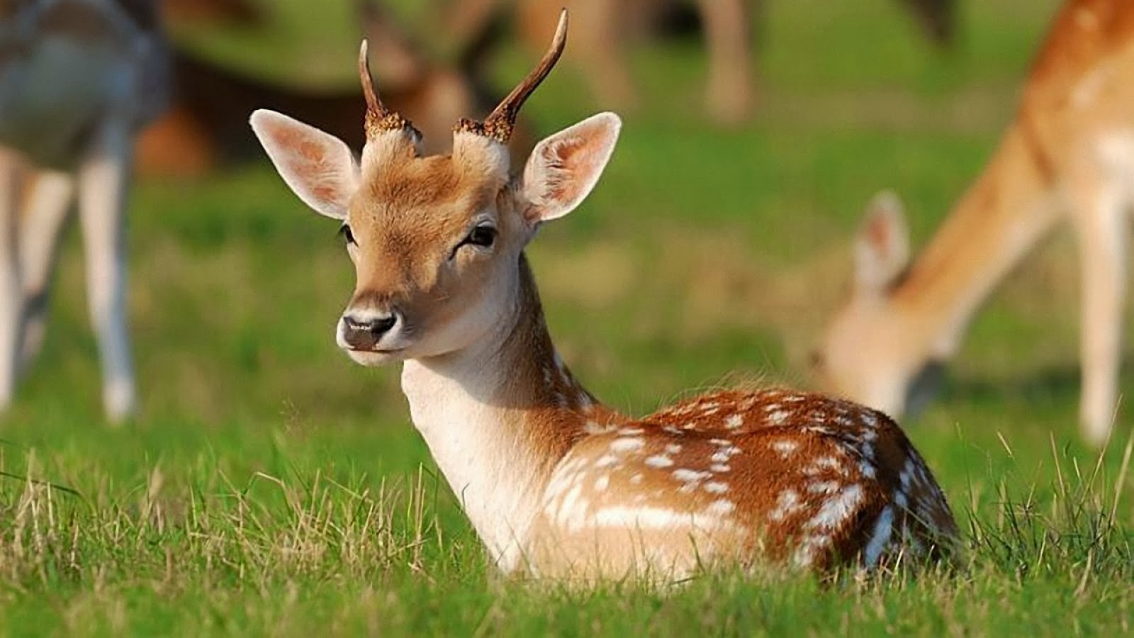 fond d'écran animaux nature,faune,cerf,animal terrestre,impala,chevreuil