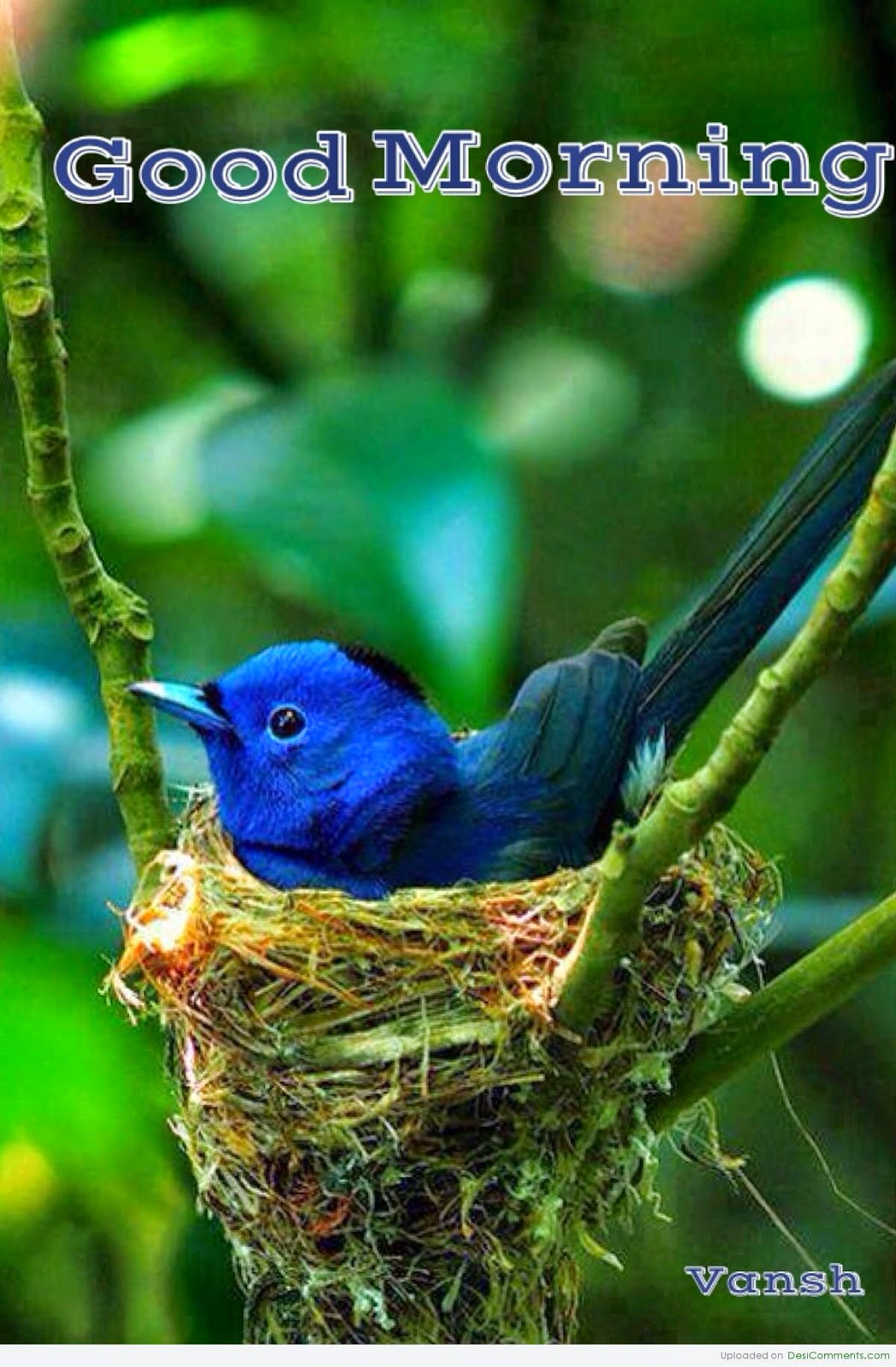 おはよう鳥の壁紙,鳥,塗装ホオジロ,青い鳥,止まった鳥,鳴き鳥