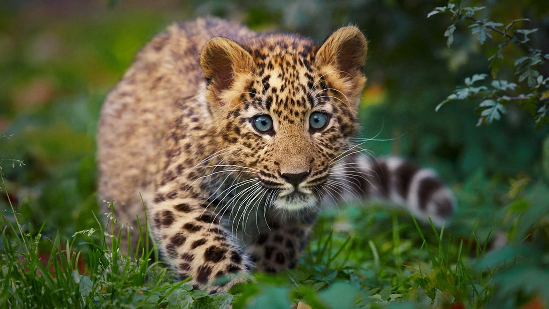 nature animals wallpaper,terrestrial animal,mammal,wildlife,vertebrate,leopard