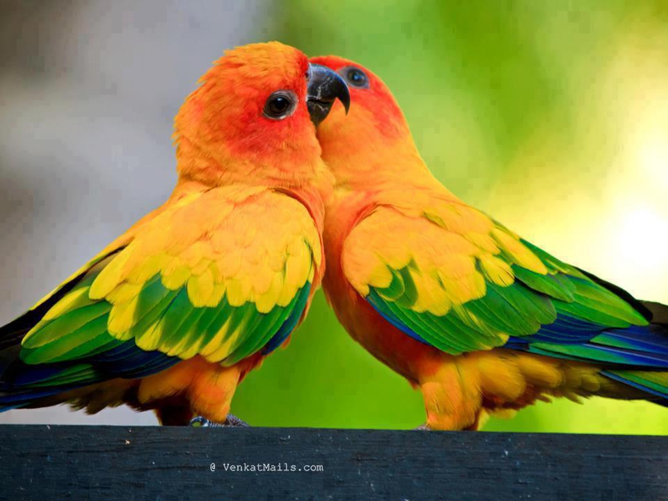 good morning birds wallpaper,bird,vertebrate,parrot,beak,lovebird