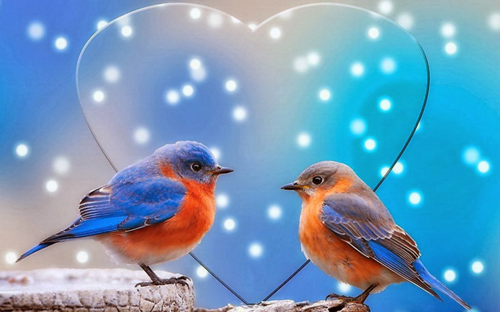 good morning birds wallpaper,bird,eastern bluebird,bluebird,european robin,beak