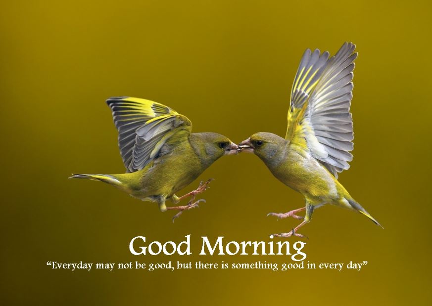guten morgen vögel tapete,vogel,flügel,singvogel,hockender vogel,tierwelt
