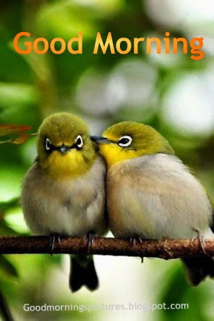 good morning birds wallpaper,bird,nature,beak,photo caption,adaptation