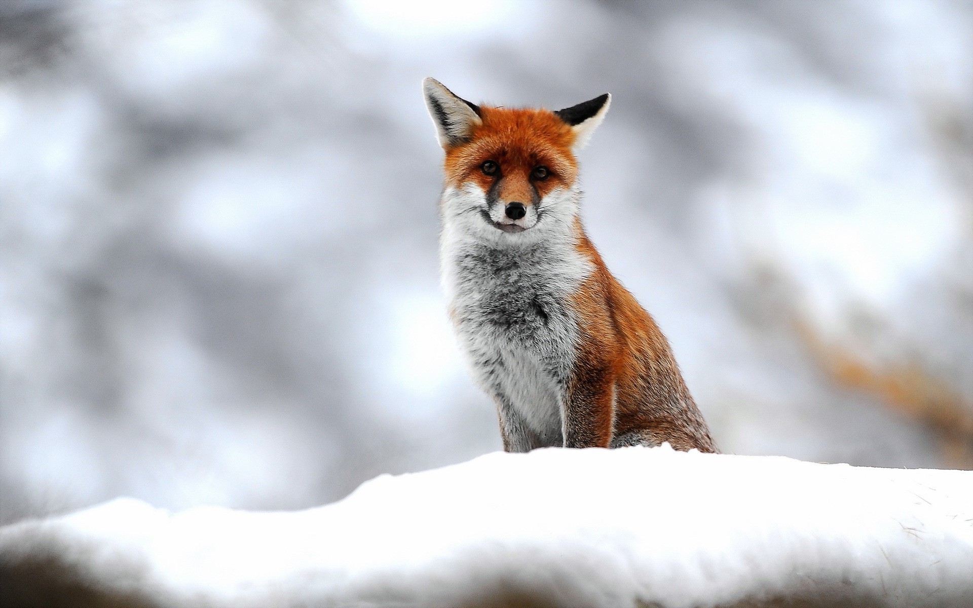 carta da parati animali della natura,volpe rossa,volpe,natura,grugno,volpe grigia