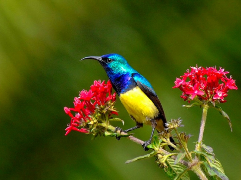 buenos días pájaros fondo de pantalla,pájaro,colibrí,planta,coraciiformes,flor