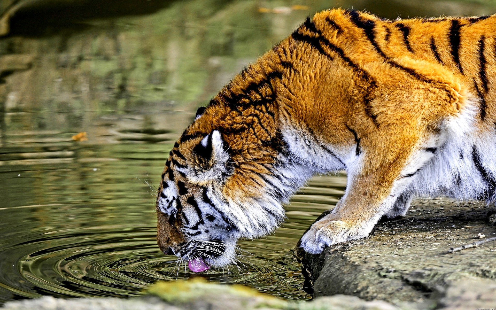 自然動物の壁紙,虎,ベンガルトラ,シベリアンタイガー,野生動物,ネコ科