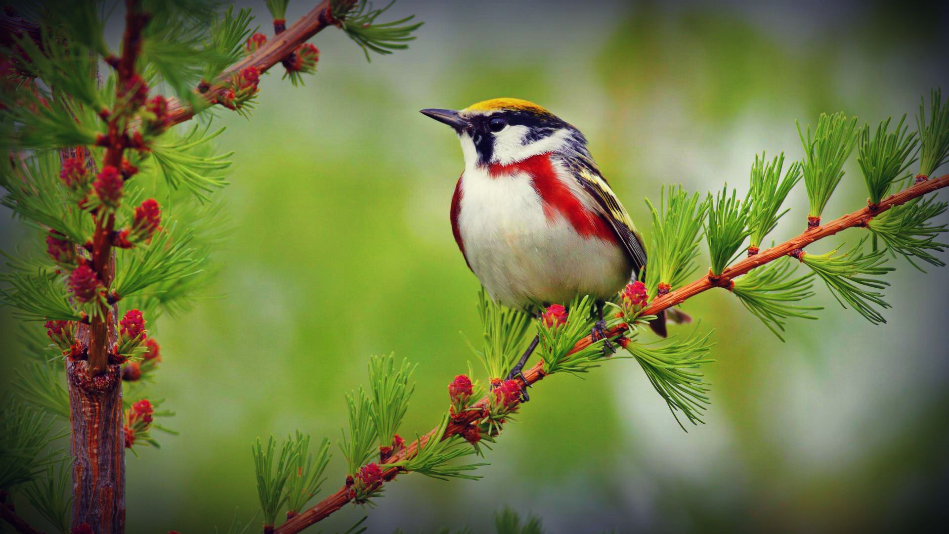 hd vögel wallpaper herunterladen,vogel,hockender vogel,pflanze,baum,kastanienseitiger trällerer