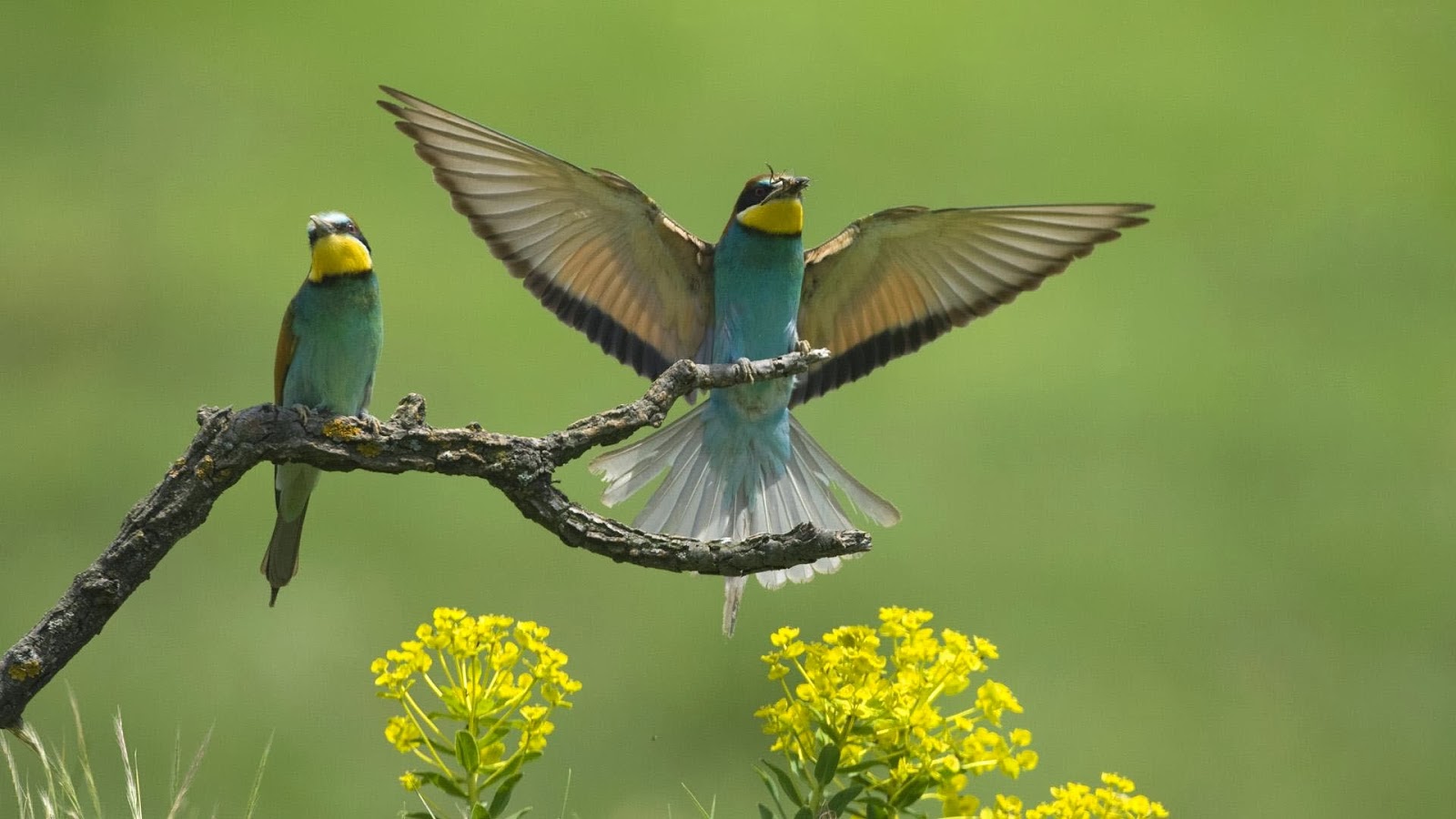 descarga de fondos de pantalla de pájaros hd,pájaro,coraciiformes,chat de pecho amarillo,comedor de abejas,ala