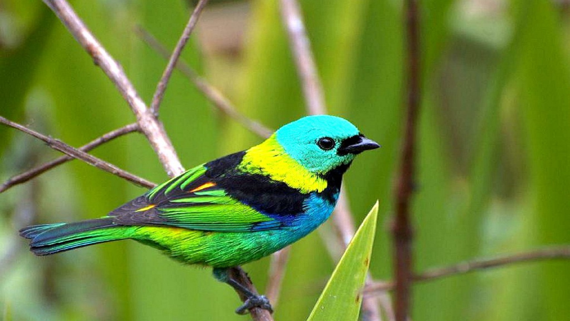 hd oiseaux fonds d'écran télécharger,oiseau,oiseau perchoir,bouvreuil,oiseau chanteur,plante