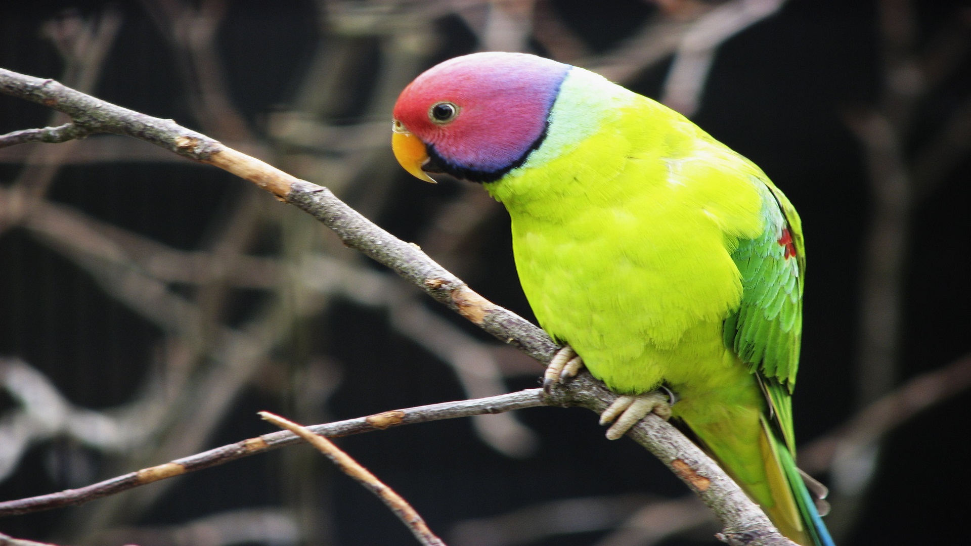 hd birds wallpapers download,bird,vertebrate,parakeet,parrot,beak