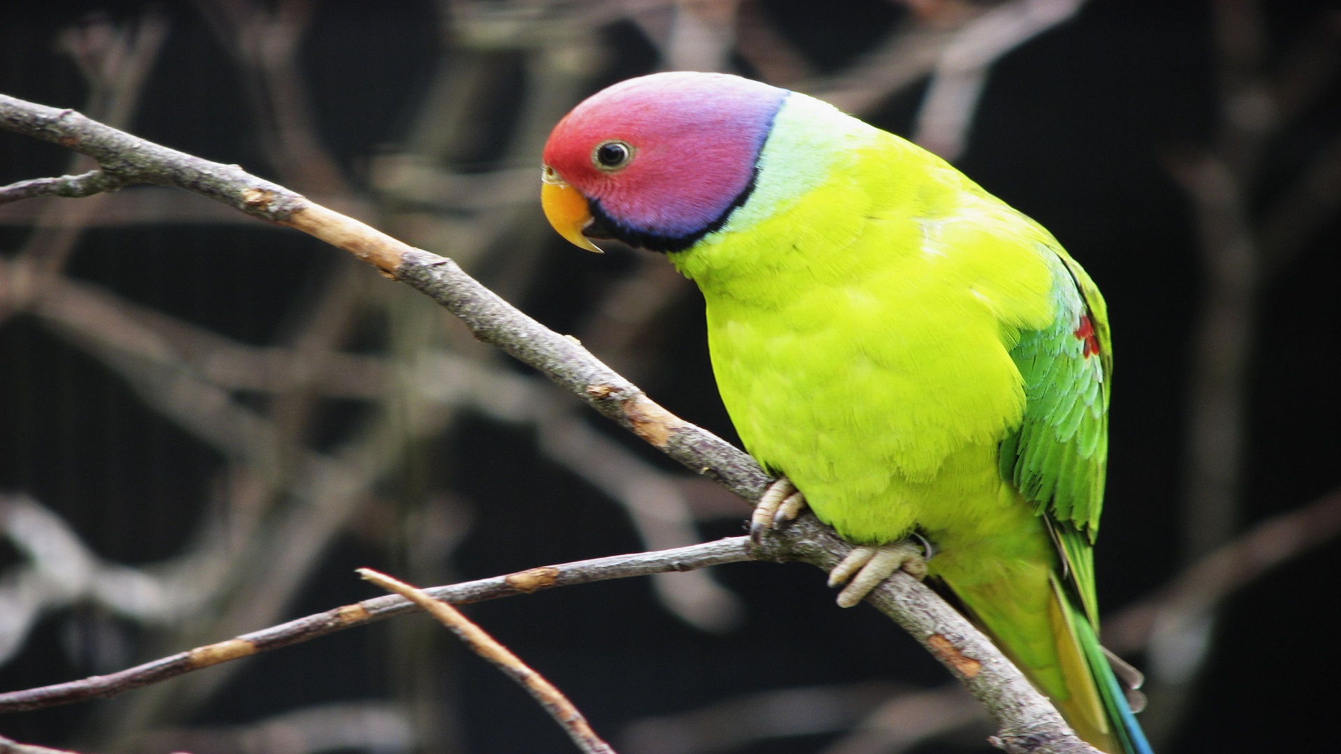 descarga de fondos de pantalla de pájaros hd,pájaro,perico,loro,periquito,periquito