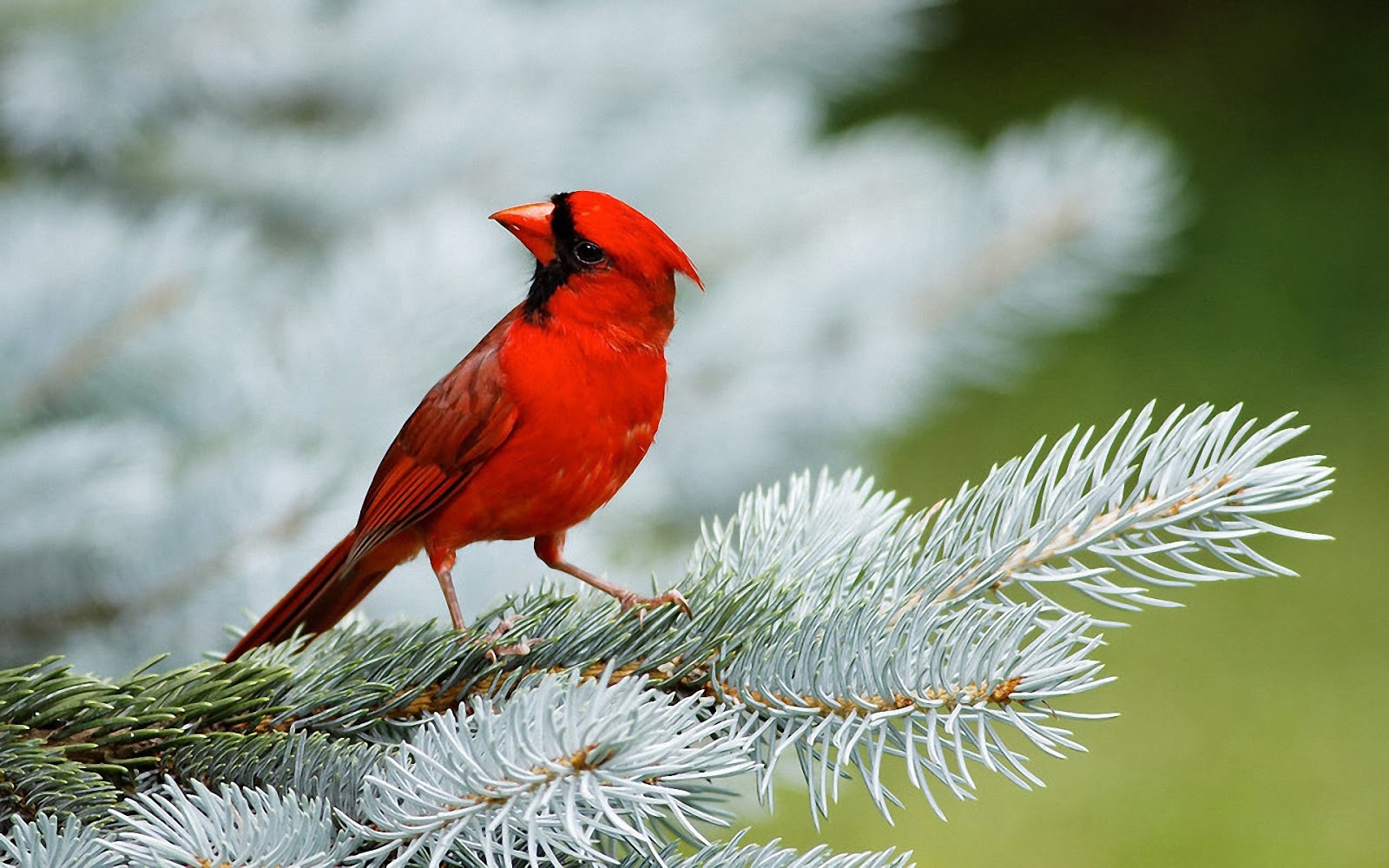 hd oiseaux fonds d'écran télécharger,oiseau,cardinal du nord,cardinal,oiseau perchoir,plante