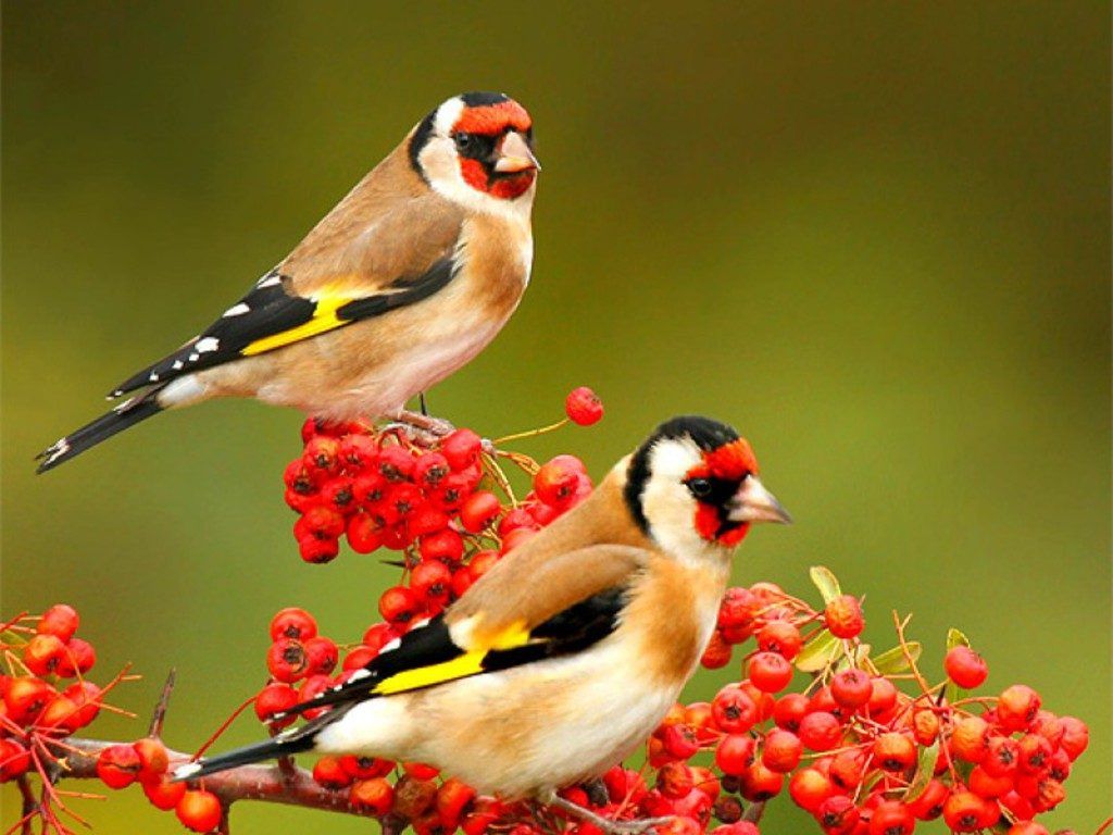 hd birds wallpapers download,bird,finch,beak,goldfinch,perching bird