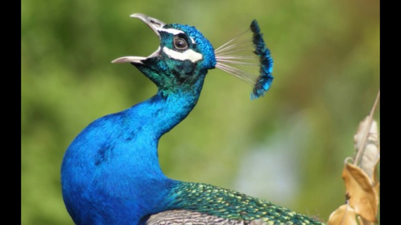 download di sfondi di uccelli hd,pavone,uccello,phasianidae,natura,coraciiformes