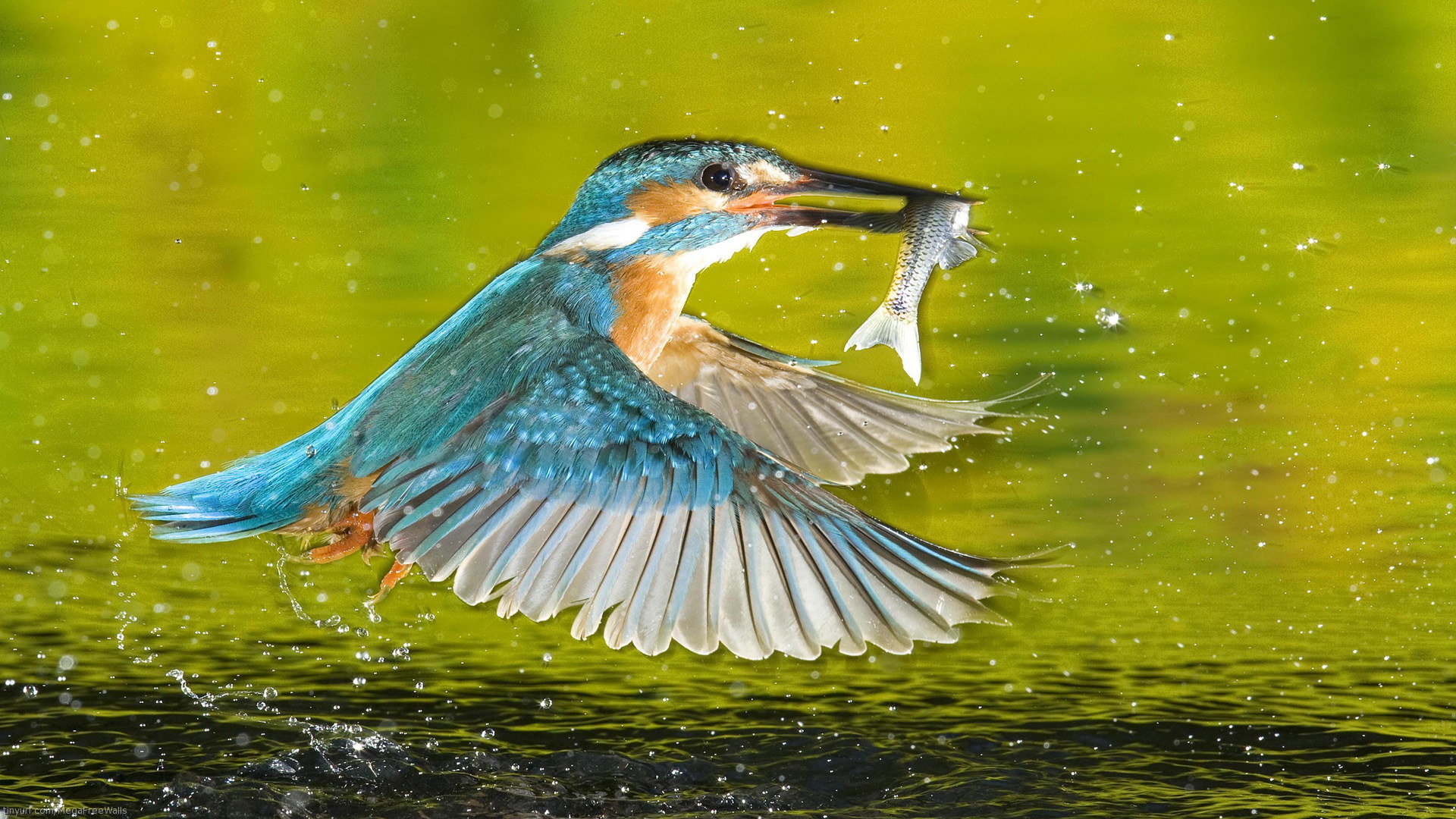 hd鳥壁紙ダウンロード,鳥,水彩絵の具,coraciiformes,野生動物,ハチドリ