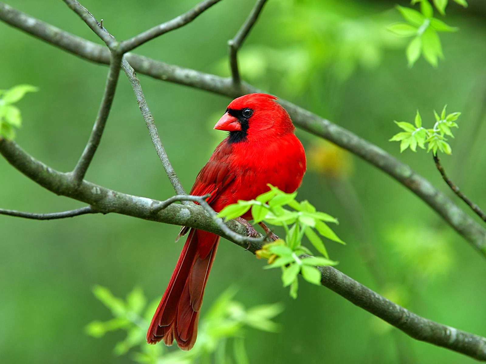 oiseaux fond d'écran hd téléchargement gratuit,oiseau,cardinal du nord,cardinal,tangara écarlate,oiseau perchoir