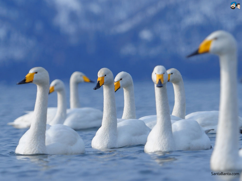 barde tapete hd,vogel,schwan,wasservogel,enten,tundra schwan