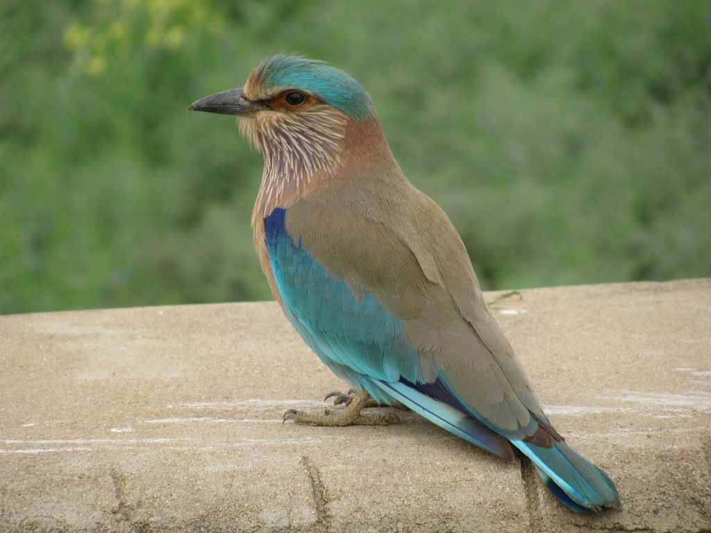 neelkanth鳥壁紙,鳥,ローラー,青い鳥,ジェイ,止まった鳥