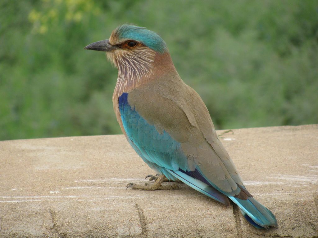 fondo de pantalla de pájaro neelkanth,pájaro,rodillo,azulejo,arrendajo,pájaro posado