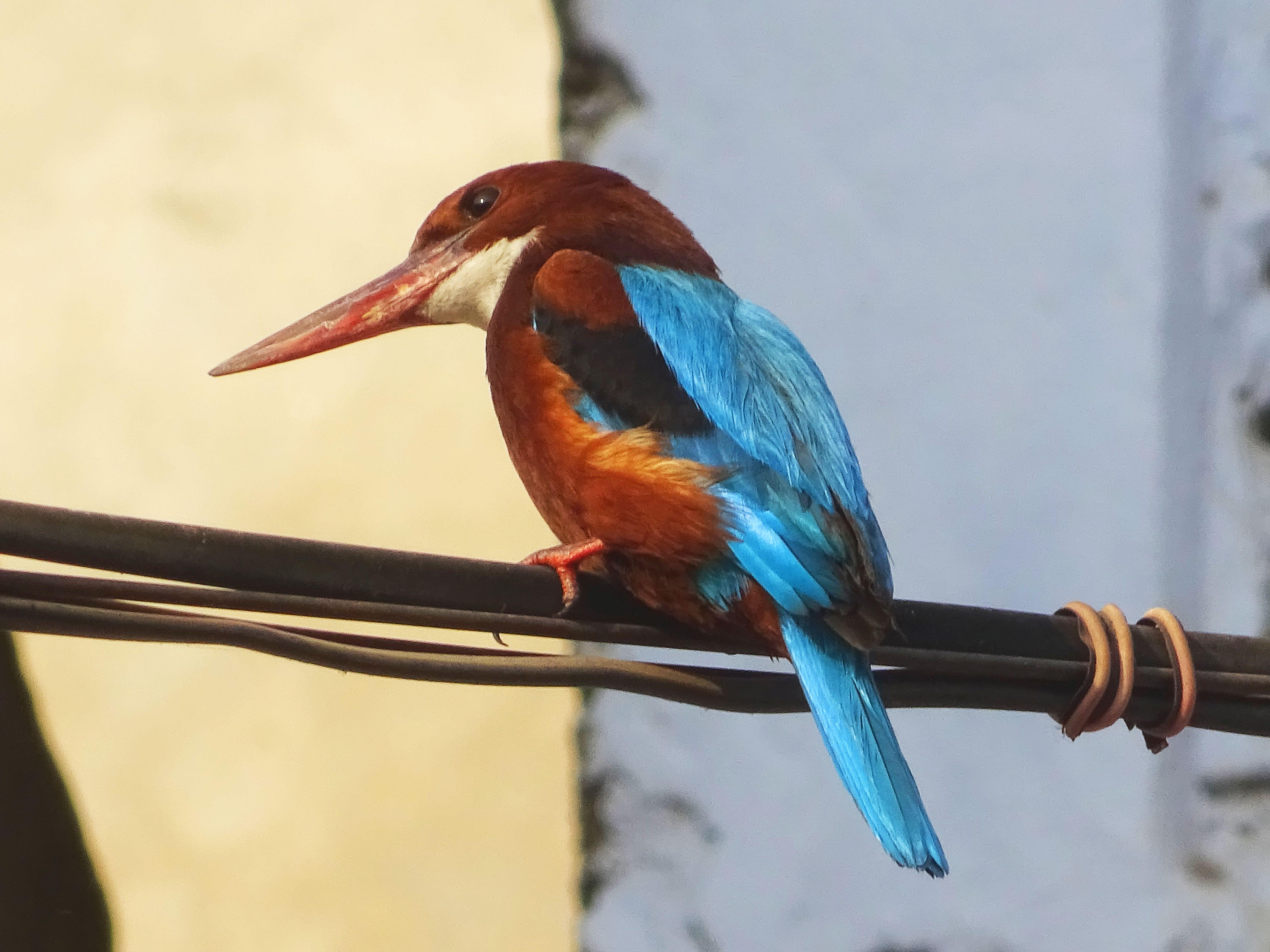 neelkanth vogel tapete,vogel,coraciiformes,tierwelt,walze,kolibri