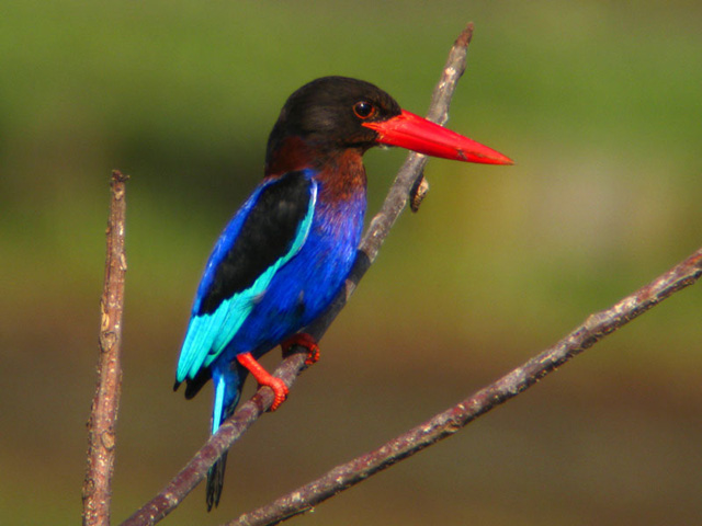 fondo de pantalla de pájaro neelkanth,pájaro,coraciiformes,colibrí,fauna silvestre