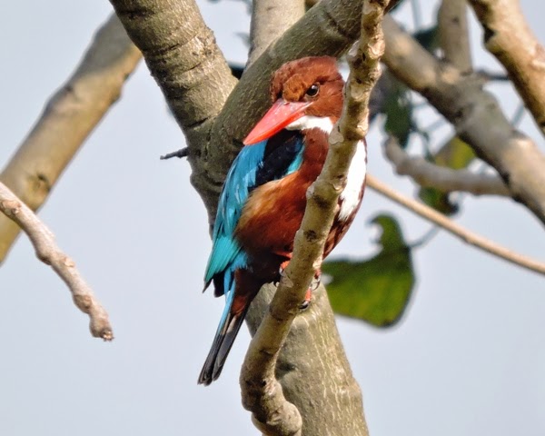 papier peint oiseau neelkanth,oiseau,mangeur d'abeilles,coraciiformes,brindille,rouleau