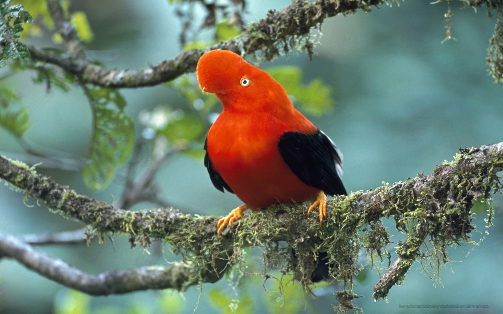 hermosos pájaros fondos de pantalla hd,pájaro,loro,planta,fauna silvestre,pájaro posado