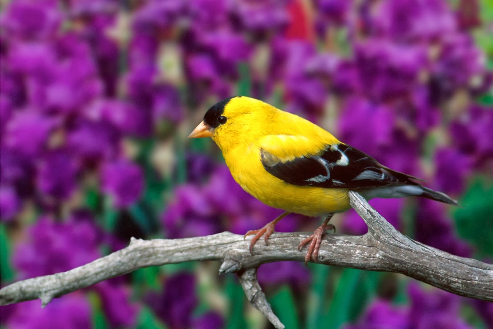 schöne vögel hd tapeten,vogel,fink,pirol der alten welt,singvogel,hockender vogel