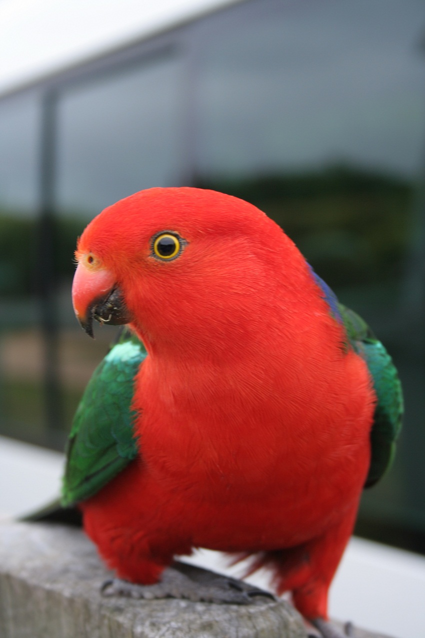hermosos pájaros fondos de pantalla hd,pájaro,loro,rojo,periquito,perico