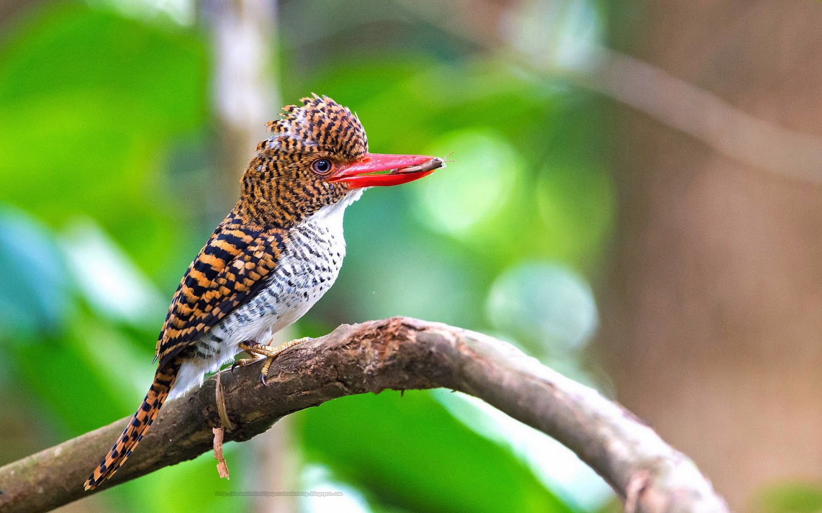 schöne vögel hd tapeten,vogel,coraciiformes,tierwelt,rotkopfspecht,piciformes