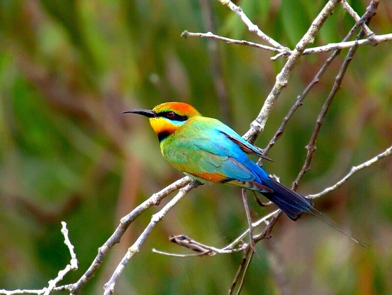 beaux oiseaux fonds d'écran hd,oiseau,coraciiformes,mangeur d'abeilles,faune,oiseau perchoir