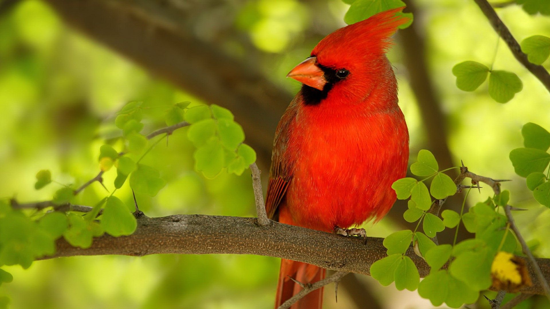 neelkanth bird wallpaper,bird,vertebrate,northern cardinal,cardinal