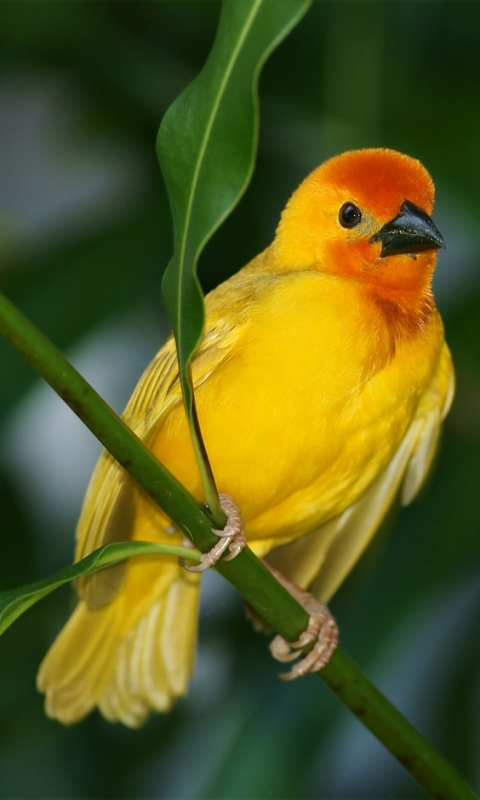 carta da parati uccello neelkanth,uccello,fringuello,giallo,uccello canoro,canarino