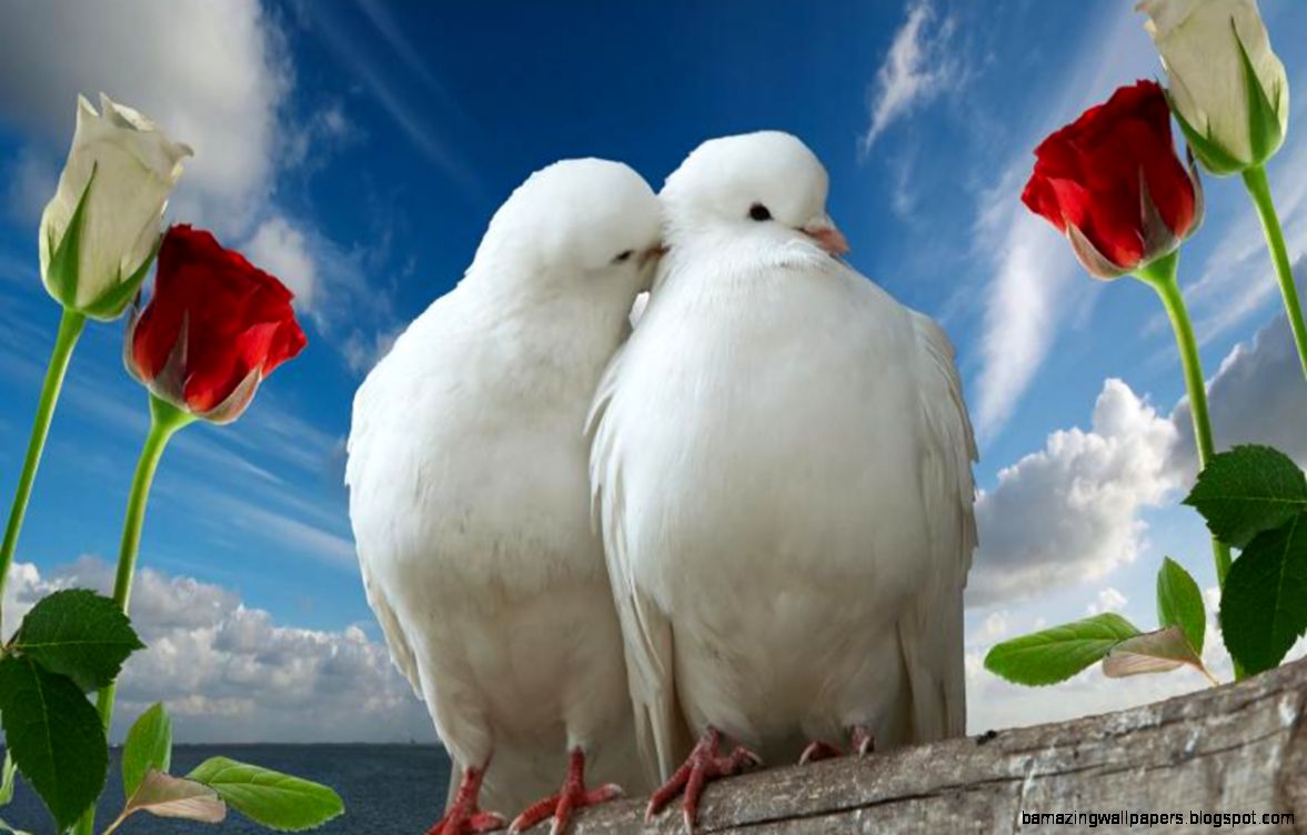download gratuito di sfondi uccelli amore,uccello,piccione selvatico,piccioni e colombe,cielo,amore