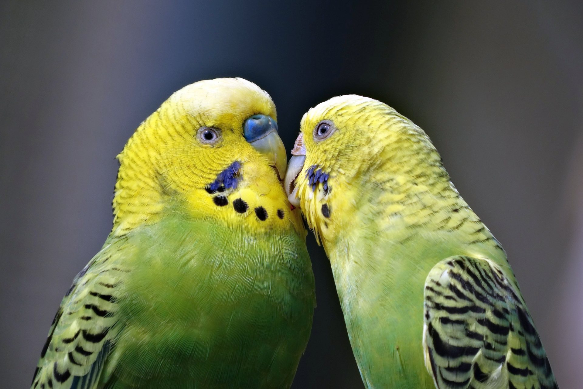 love birds wallpapers free download,bird,parakeet,budgie,vertebrate,beak