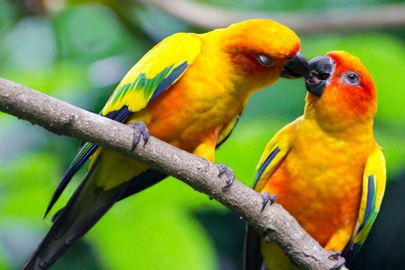 愛の鳥の壁紙無料ダウンロード,鳥,オウム,インコ,バッジー,ラヴバード